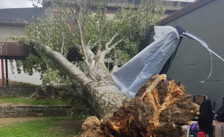 Cae un árbol en el barrio de las Flores de A Coruña durante su última jornada de fiestas