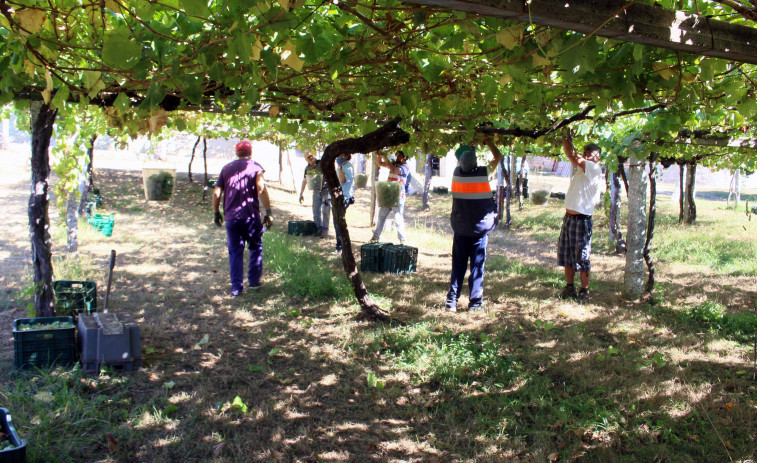 El buen tiempo acompaña a la vendimia en la D.O. Rías Baixas, con 34 millones de kg recogidos en su ecuador