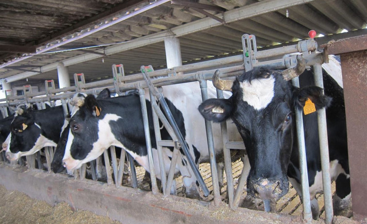 ​El sector lácteo, el olvidado de la reunión entre Feijóo y Competencia