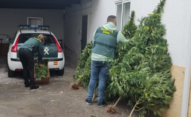 La Guardia Civil investiga a un vecino de Muíños de 40 años por una plantación de marihuana en una finca de Piñoi