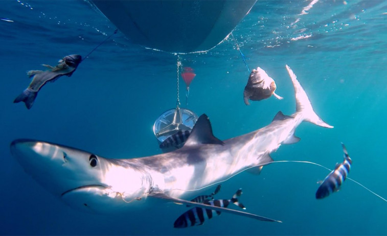 (VÍDEO) Primeros avistamientos de tiburones en las costas gallegas: así hay que actuar si vemos uno