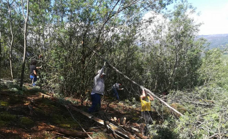 Las Bigadas Deseucaliptizadoras de Verdegaia retirarán acacias el sábado en Lentille, en O Ribeiro