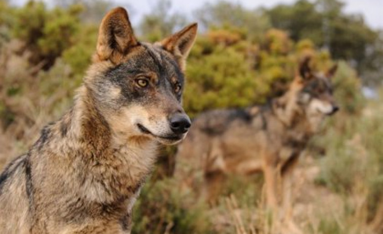 La Audiencia Nacional permite a las comunidades loberas cazar lobos pese a las denuncias de animalistas