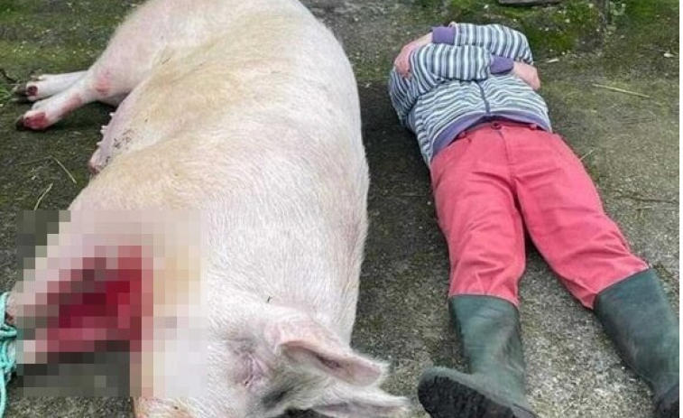 (VÍDEO) Denuncian una matanza casera en Carnota con un cerdo “mal aturdido” y con su dueño “mofándose” del animal