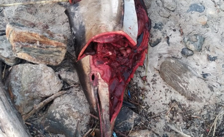 La marea deja barados en la costa de las Rías Baixas varios delfines y un ejemplar de ballena aliblanca