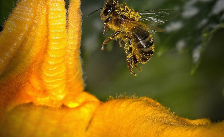 Unos 8 millones de personas sufrirán las alergias al polen  por la entrada de la primavera