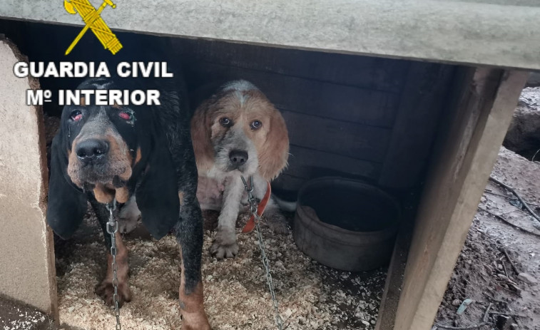 Denuncian a un vecino de Oza-Cesuras por mantener a 10 perros de caza en malas condiones