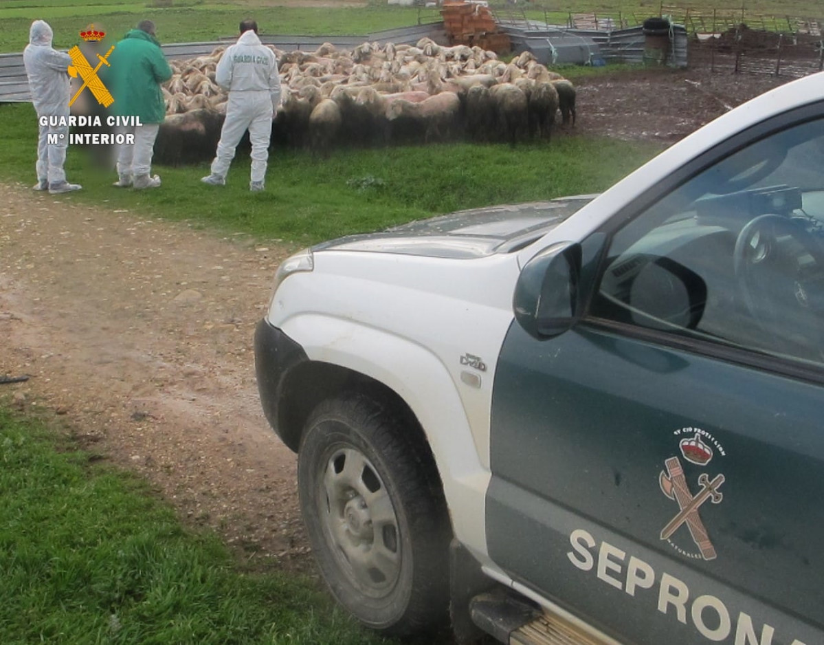 Rebaño de ovejas en la explotación ganadera intervenida por la Guardia Civil de Zamora