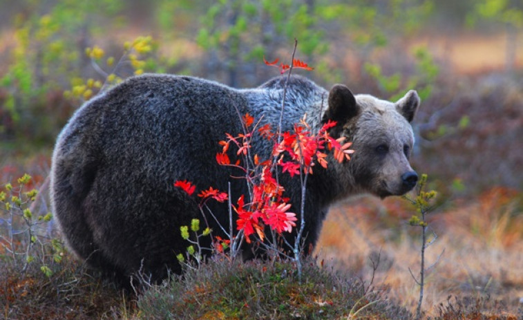 El oso pardo vuelve a repoblar los montes callegos, con casi una docena de ejmeplales en Os Ancares y O Courel