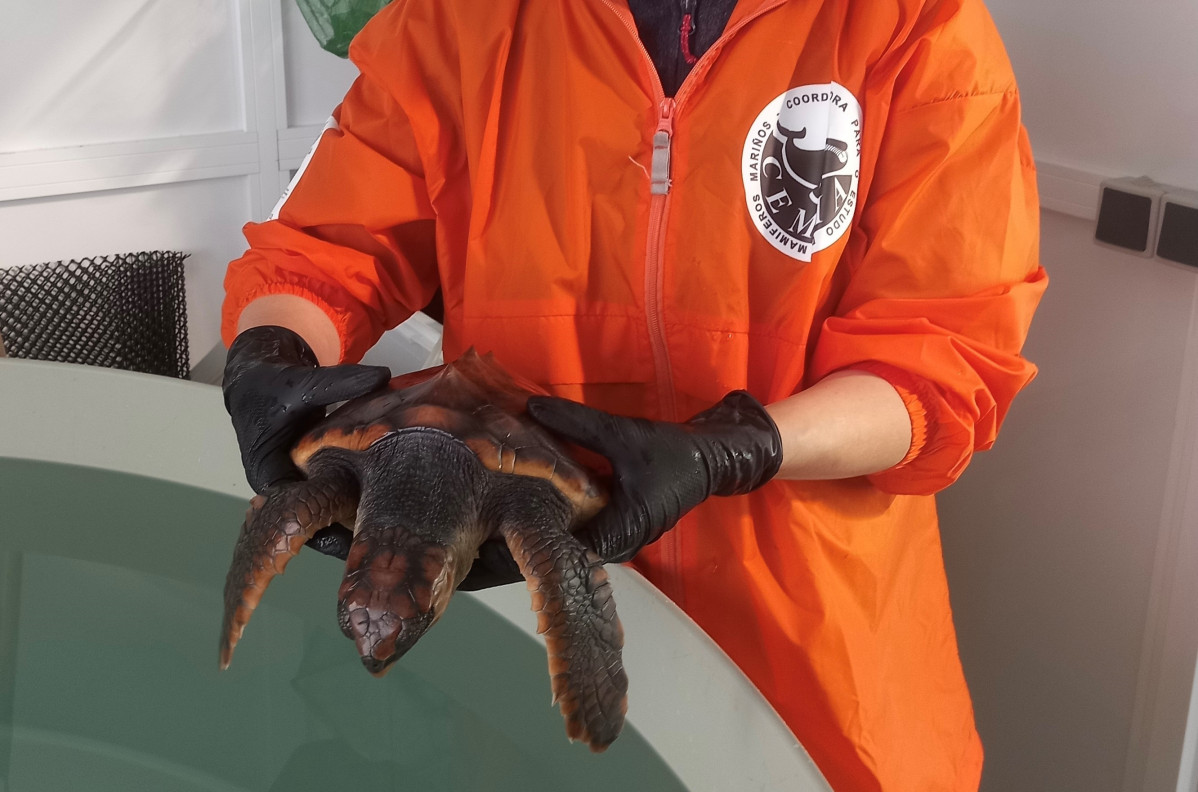 La tortuga Ferdylan se recupera en Galicia antes de regresar al mar.
