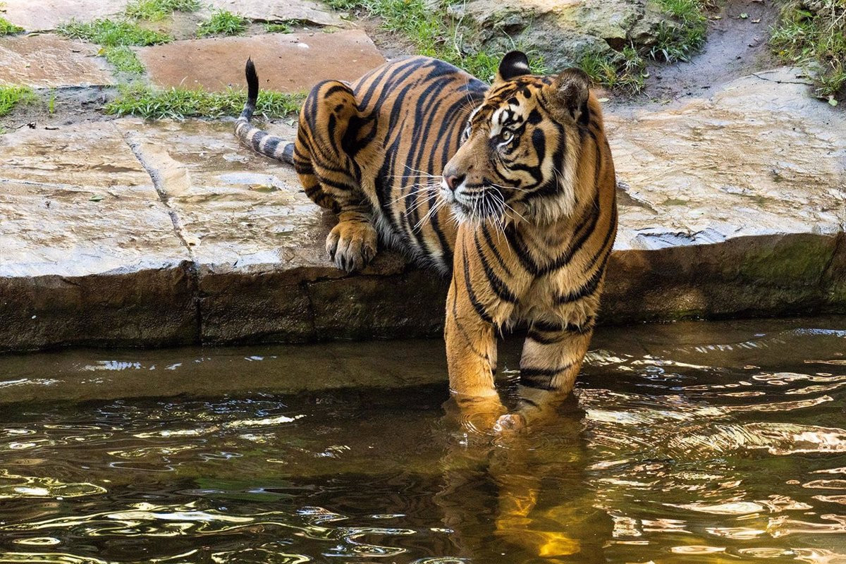 Tigre zoo