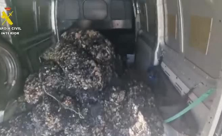 (VÍDEO) 800 kilos de mejilla ilegal transportados en una furgoneta y decomisados por la Guardia Civil en Finisterre