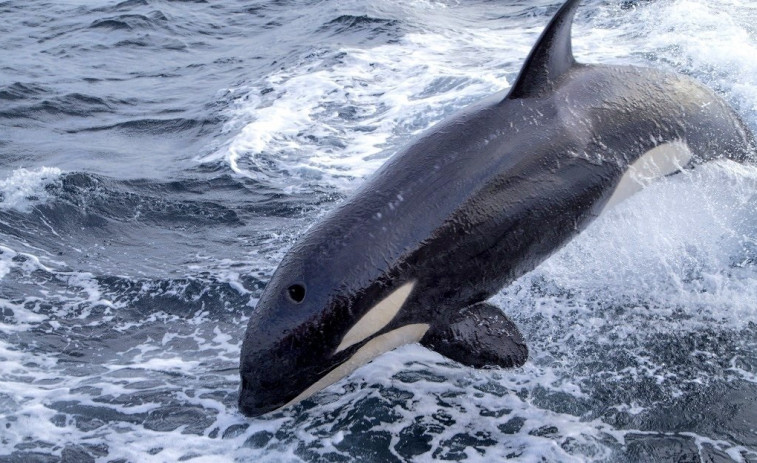 ¿Juego o venganza? Científicos apuntan a un evento traumático como causa de los ataques de orca