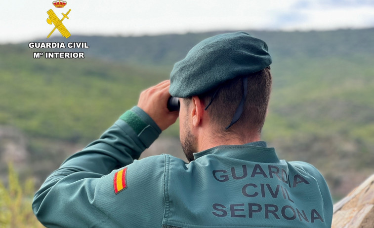 Atan una vaca para que la ataquen grandes perros, lo filman y el SEPRONA los detiene en Campo Lameiro