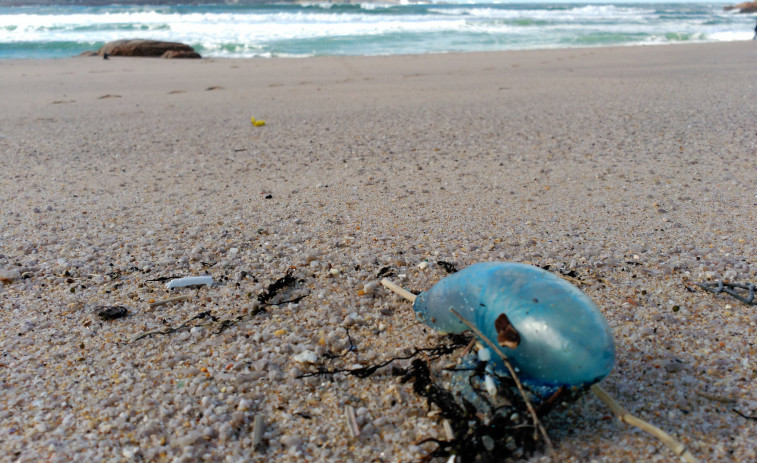 Así es la Velella velella, la medusa que ha llegado hoy a la playa del Orzán, en A Coruña