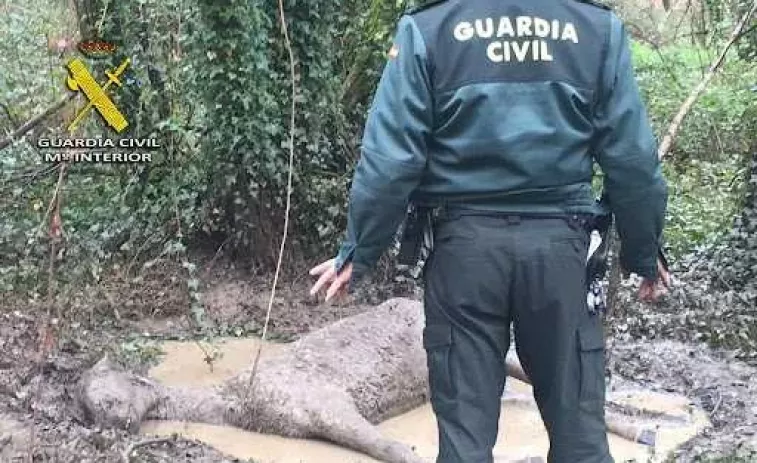 Arrestados dos sospechosos de cortarle los testículos a un caballo y apalizar a su dueño