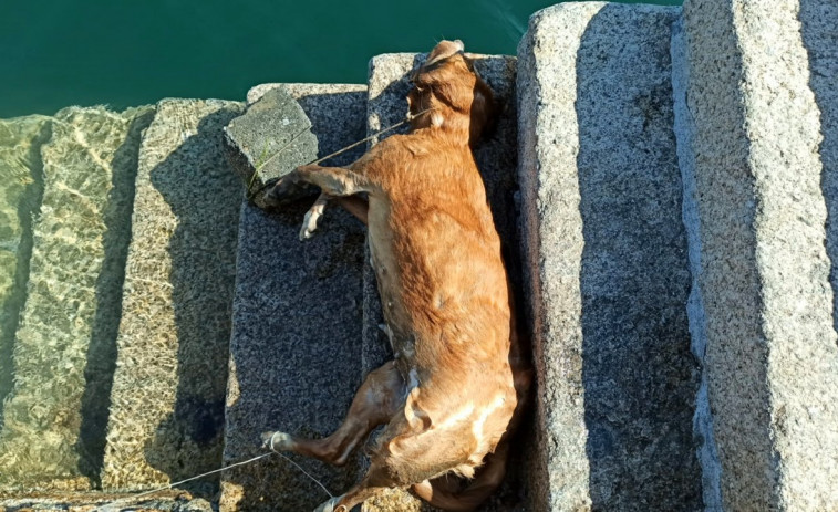 Buscan al responsable de tirar a un perro al mar en O Grove con una piedra atada al cuello
