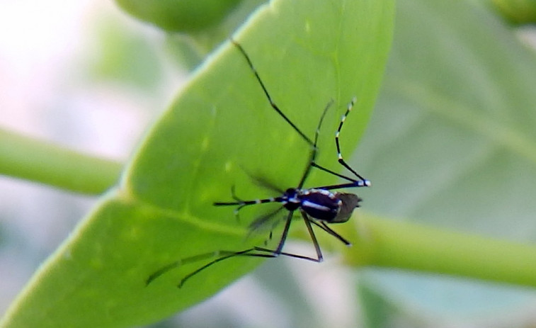 El 'mosquito tigre' llega a Galicia aumentando el riesgo de transmisión del dengue y otras enfermedades