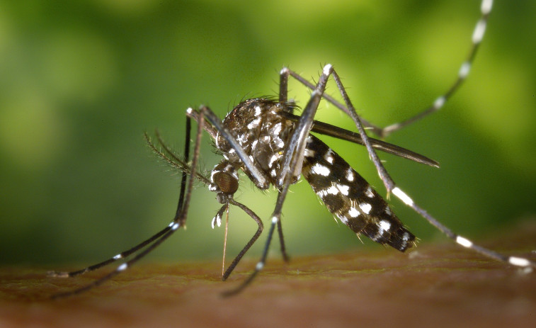 La llegada del otoño no frena la proliferación del mosquito tigre, que se asienta en Vilaboa
