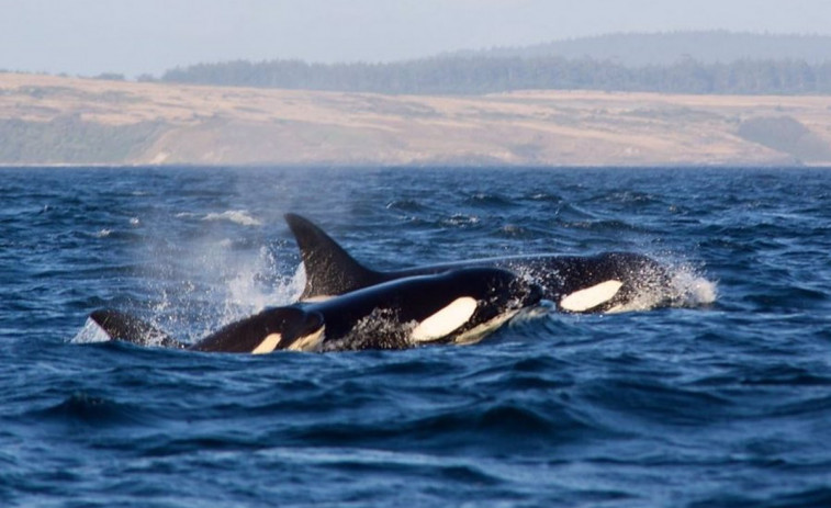 Un velero con bandera eslovaca sufre daños por los golpes de las orcas en Fisterra