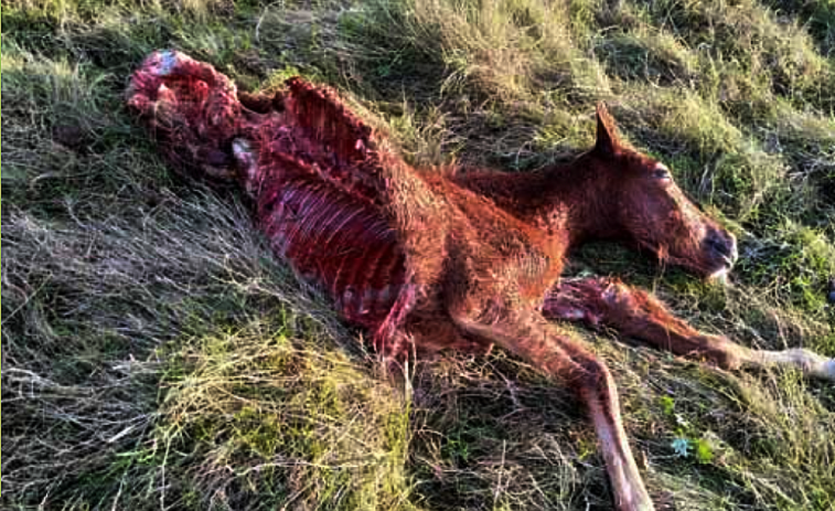 Europa puede revisar el veto a la caza del lobo instaurada en España ante la alza de ataques