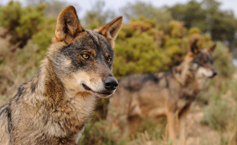 El PPdeG valora positivamente que la UE se muestre abierta a reducir la protección del lobo