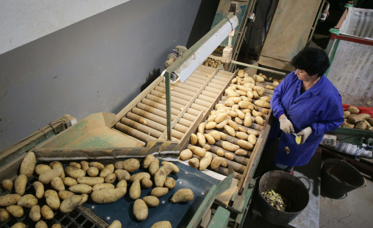 La cosecha de la patata se retrasa por la lluvia y la demanda exterior mantiene el precio entre 0,40 y 0,60 €/kg