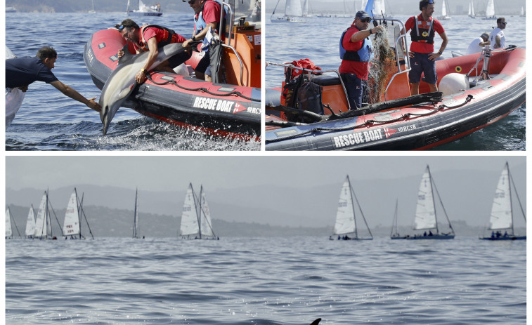 Personal del Mundial J80 de Baiona libera a un delfín enganchado en unas redes