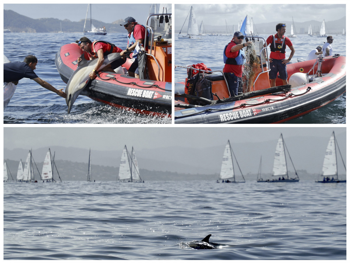 Personal del Mundial J80 de Baiona libera a un delfín