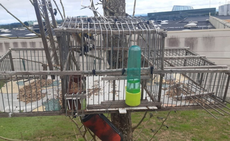 Denuncian a un cazador furtivo de pájaros en Lugo por el uso de jaulas trampa prohibidas