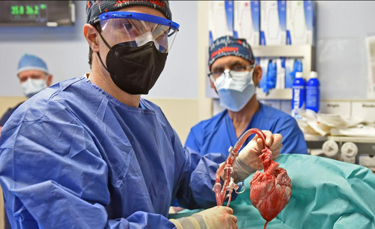 El segundo transplantado con un corazón de cerdo muere un mes y medio después