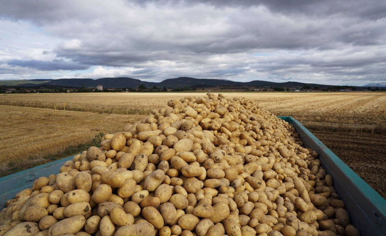 Dos investigados por el robo de dos toneladas de patatas en Sandiás