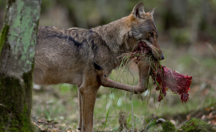 Europa empieza a rebajar la protección  del lobo por sus daños al ganado