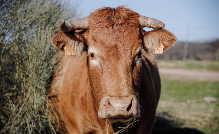 La picaresca de las ayudas europeas agrícolas en Galicia