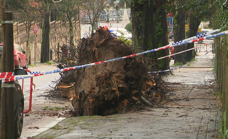 El mal tiempo provoca la caída de un árbol centenario en las inmediaciones de la Praza España de Vigo