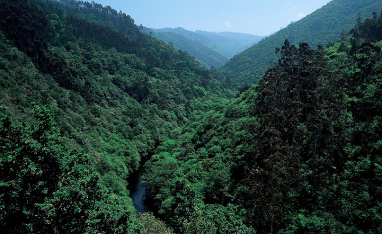 ​A Xunta actualiza o plan forestal para que o monte “produza emprego e riqueza”