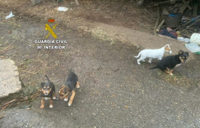 Investigan a un vecino de Tui que abandonó cachorros en una carretera y tenía perros en casa en malas condiciones