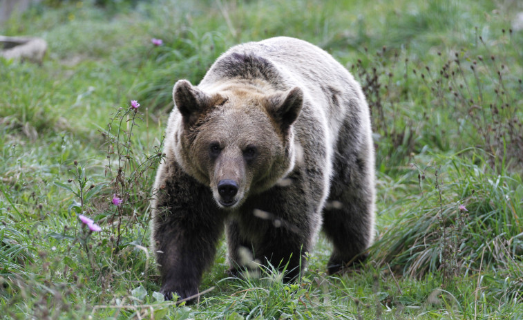 El grupo de trabajo del oso pardo busca asegurar la 