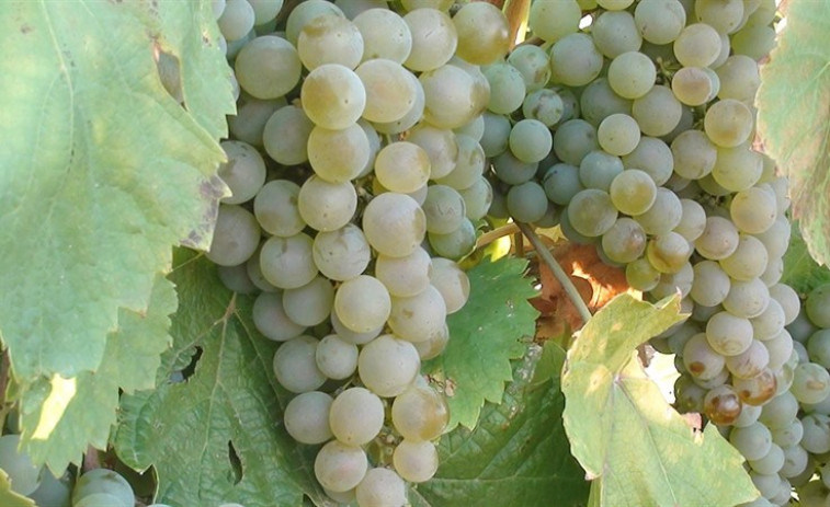 ​Os viticultores da Ribeira Sacra tratan de paliar os danos nas colleitas