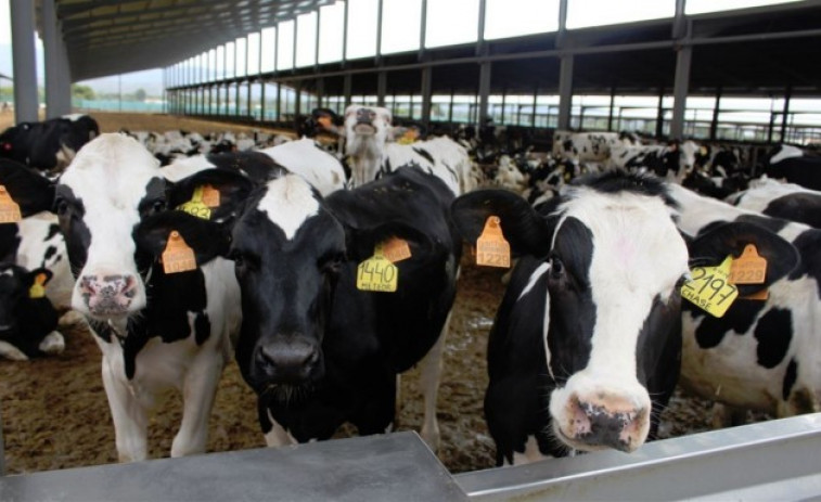 ​Produtores leiteiros rexeitan o contrato proposto por Lactalis