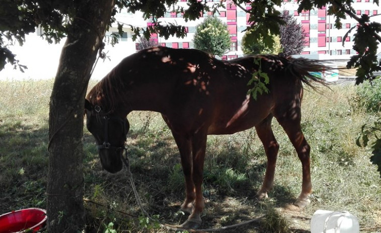 ​Abandonan atada nun solar de Lugo a unha egua ferida nunha pata