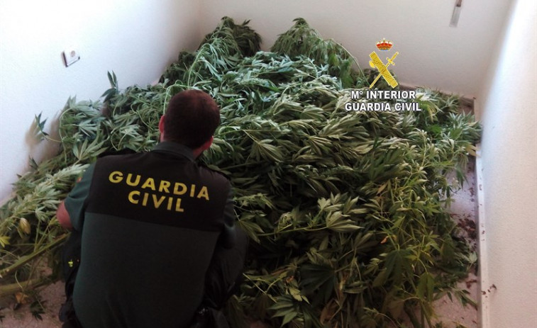 ​La Guardia Civil se incauta de una plantación de marihuana en Tomiño