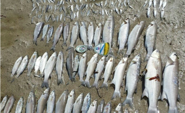 ​Unha vertedura no río Bolaños causa a morte de centos de peixes