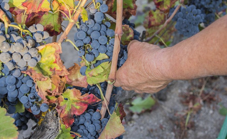 Solo Rías Baixas salva la caída de las cosechas de uva en esta vendimia