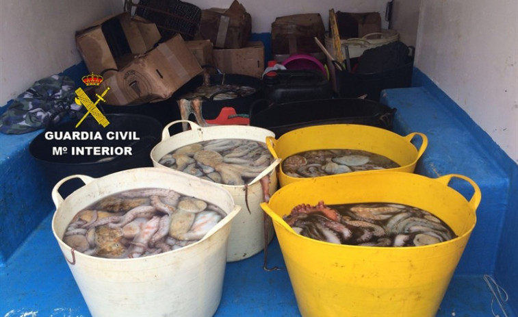 ​La Guardia Civil decomisa 200 kilos de pulpo ilegal en Bueu
