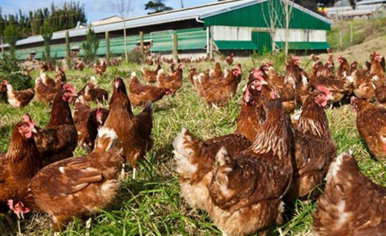 ​Un incendio en una granja de Vilanova de Arousa causa la muerte de docenas de pollos