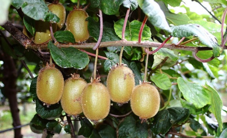 ​Galicia é a principal produtora de kiwi de España