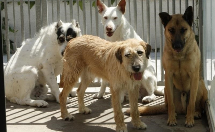 El Corte Inglés recolle penso para mascotas coa fin de axudar a protectoras de animais