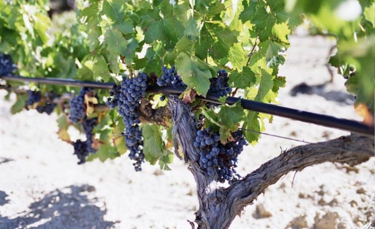 ​Máis de 300 caldos compiten en Ourense polo mellor tempranillo do mundo