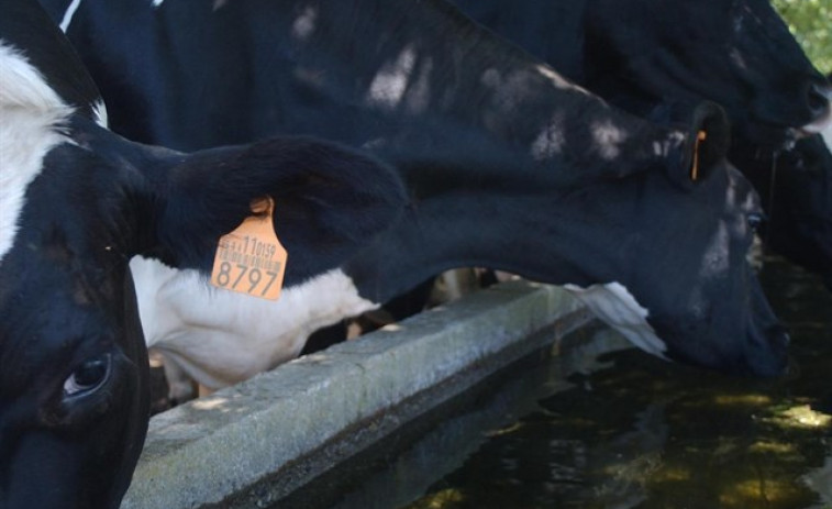 ​Los ganaderos gallegos vuelve a cobrar más de 30 céntimos por litro de leche